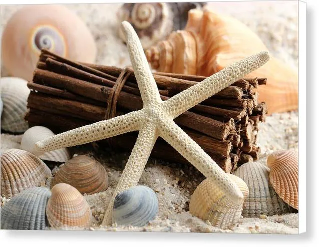 Sand Starfish - Canvas Print