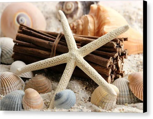 Sand Starfish - Canvas Print