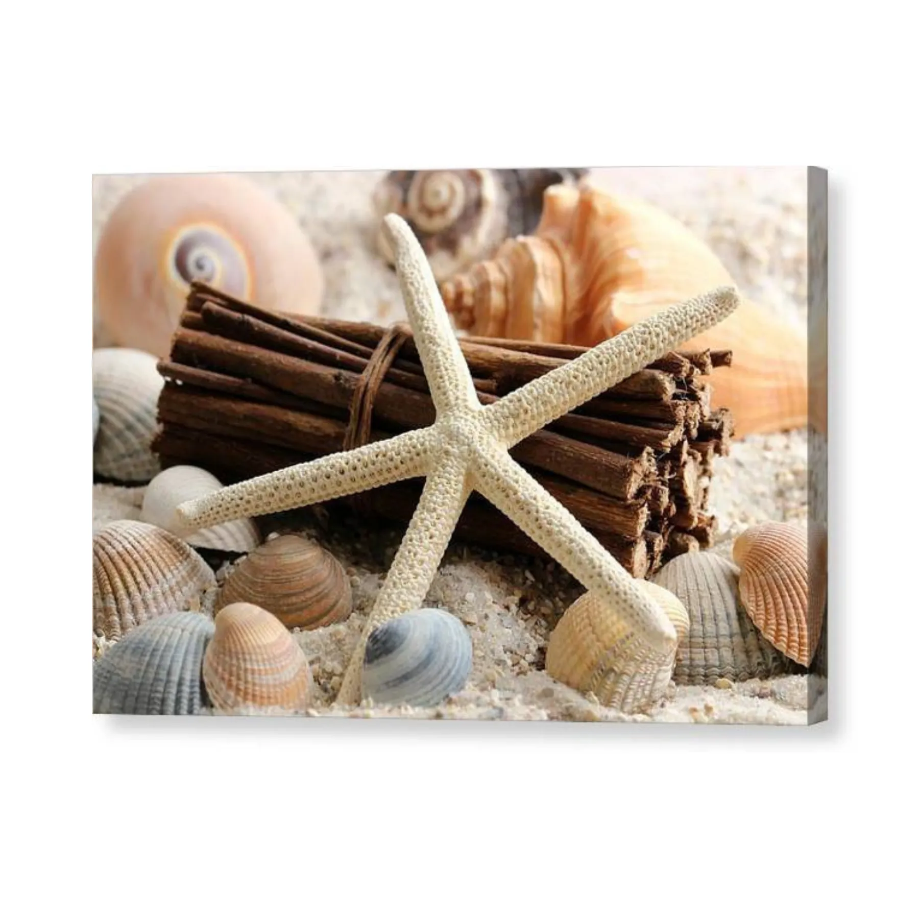 Sand Starfish - Canvas Print